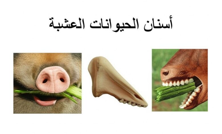 بحث حول أسنان الحيوانات العاشبة 1 Generated Image May 31 2025 3 03PM