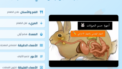 عرض تقديمي وبحث عن رحلة الطعام في جسم الأرنب 3 Capture 17
