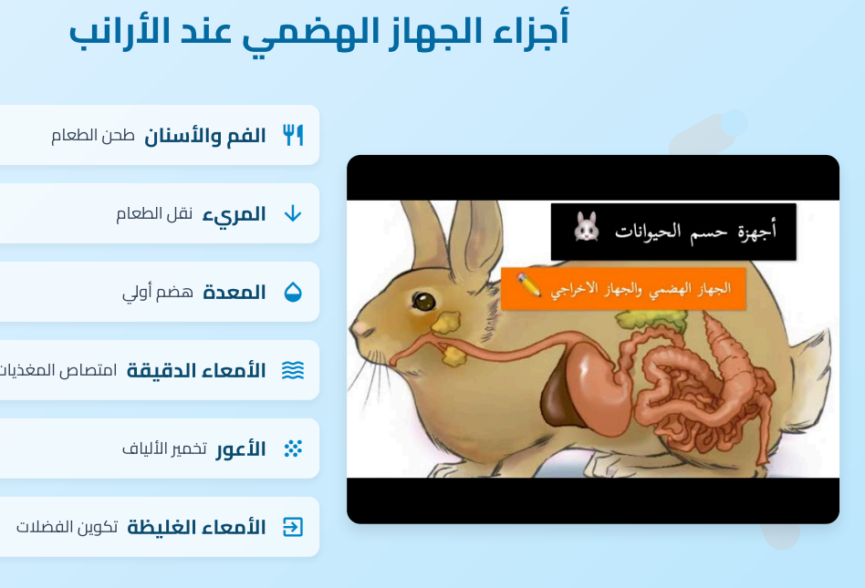 عرض تقديمي وبحث عن رحلة الطعام في جسم الأرنب 1 Capture 17