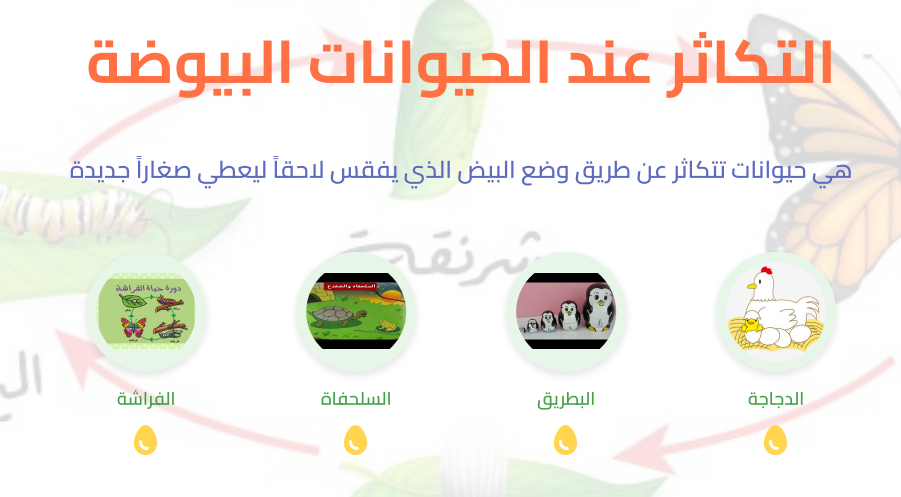 بحث حول التكاثر عند الحيوانات البيوضة عرض تقديمي pdf جاهز للتحميل 1 www